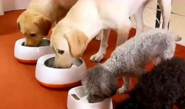 狗狗吃饭视频,捕捉萌宠用餐瞬间